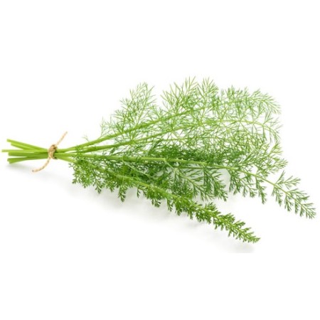 FINOCCHIETTO VASSOIO 20 GR FRESCO